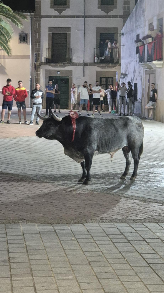 Toro de la madrugada del 26 en Coria