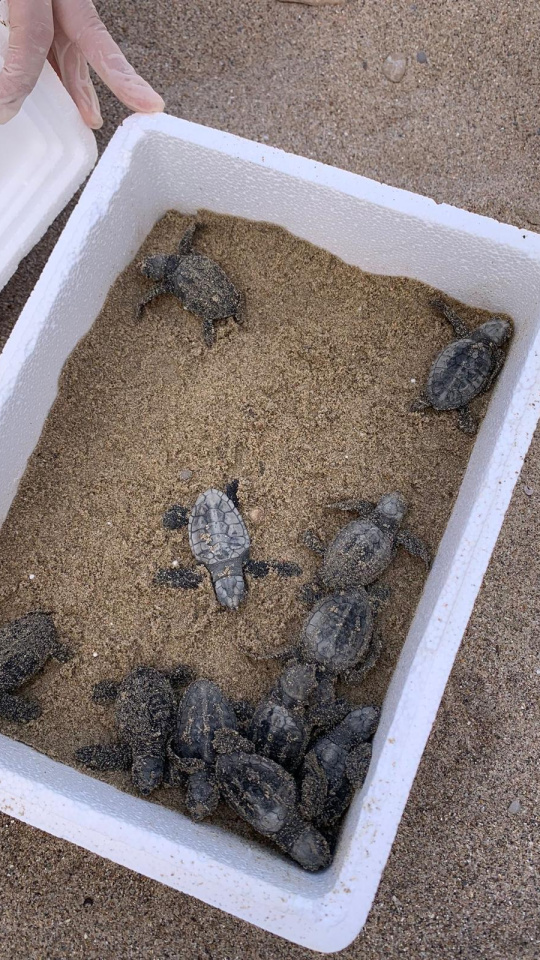 11 tortugas neonatas encontradas en el nido