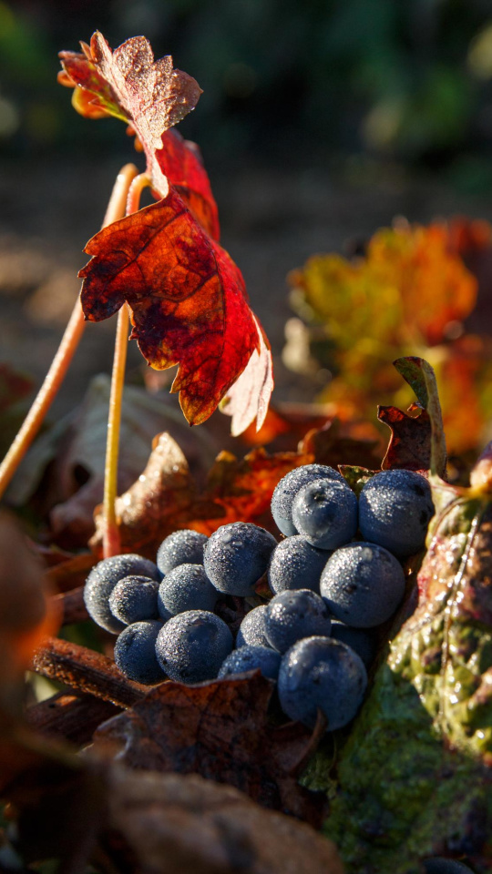 Un postre para la Ribera del Duero: crean un concurso para decidir cuál es el que más identifica al territorio en Burgos