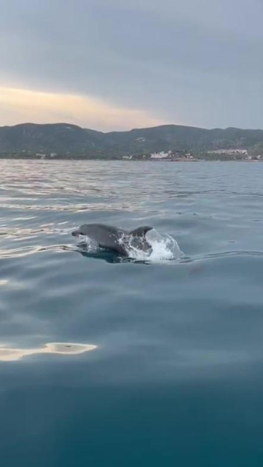 Delfín mular en la costa del Azahar (Castellón)