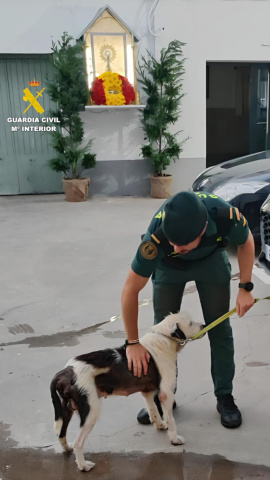 Un perro salva la vida gracias a la intervención de la Guardia Civil