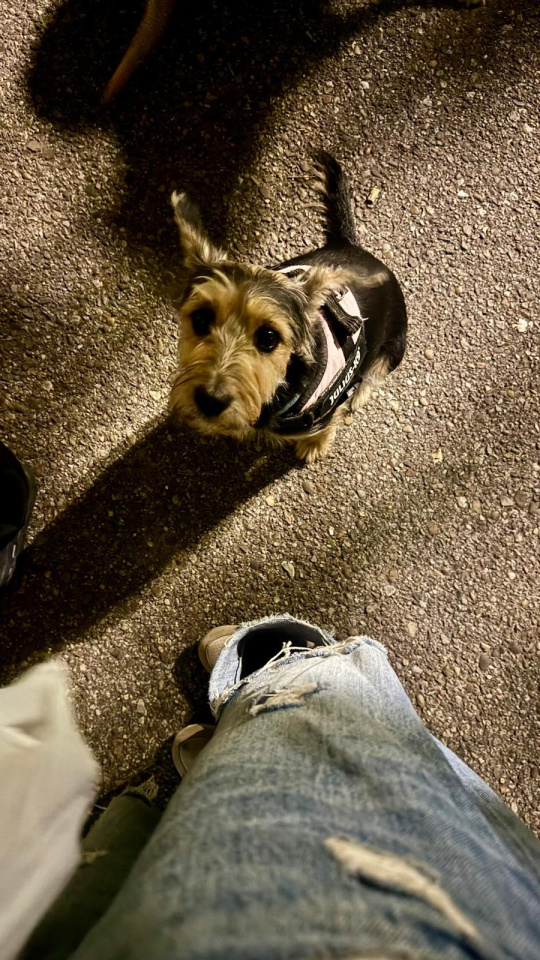 Nueva ordenanza limpieza