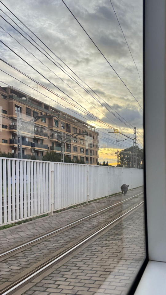 Un jabalí en las vías de metro de Valencia