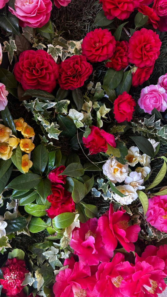 Camelias da exposición "Camelia flor de Galicia"