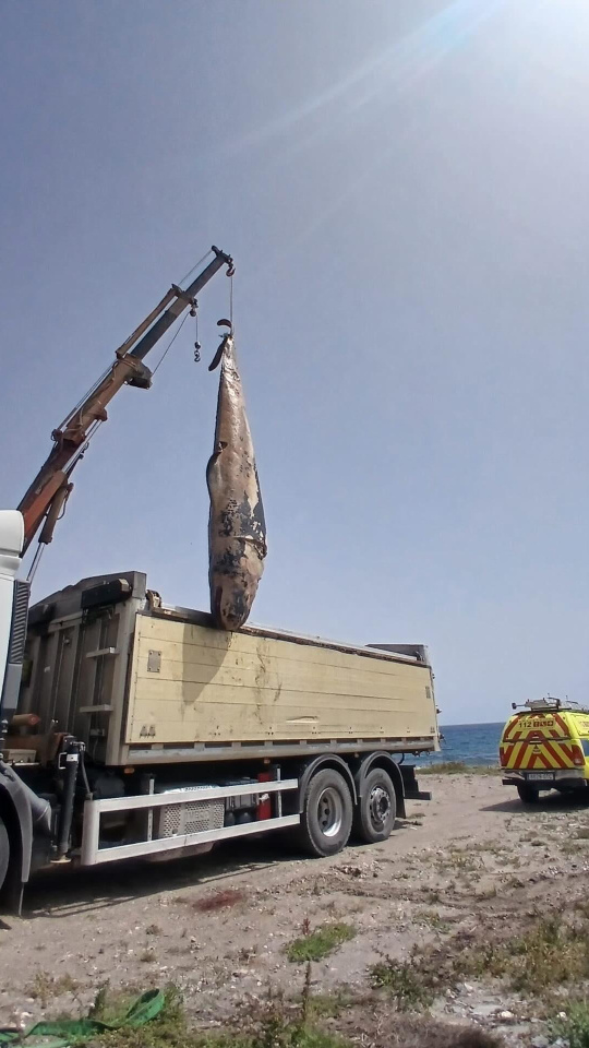 Una grúa eleva hasta el contenedor de un camión el cadáver del cetáceo