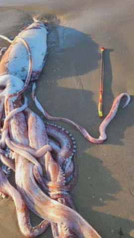 Calamar gigante en la playa del Sablón, Asturias.