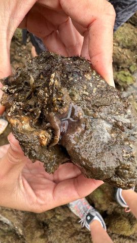 Una investigación de la Universidad de Oviedo alerta sobre la llegada de una especie invasora