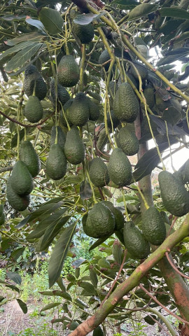 La Consejería de Agricultura publica en el BOJA las ayudas para los afectados del escarabajo ambrosía en la Costa Tropical
