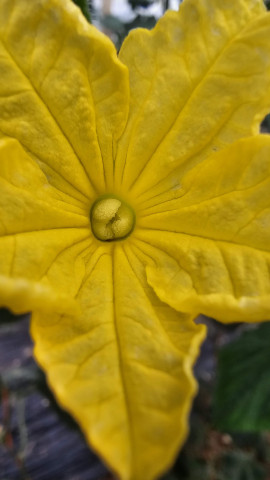 Trip infectado por el hongo de M52 visto en microscopio electrónico