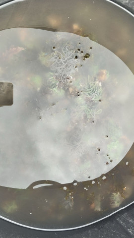 La Policía Local de Almuñécar detiene a dos furtivos con 5 kilos de anémonas