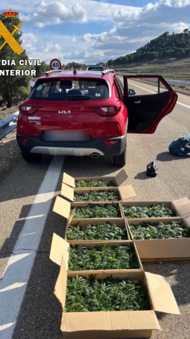 Guardia Civil ha detenido a un conductor tras circular en sentido contrario con 799 plantas de marihuana