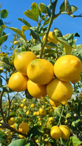 Limón Verna