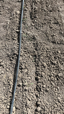 Imagen de hortícolas transplantadas