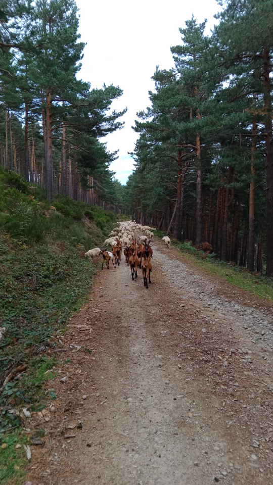 La trashumante más pequeña de La Rioja con apenas 2 años: Crecer entre 600 ovejas y 40 vacas