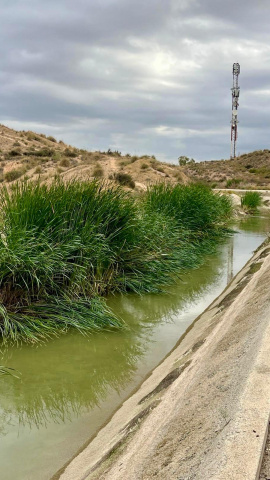 Imagen del canal del trasvase a su paso por Lorca, colonizado por la maleza y los juncos