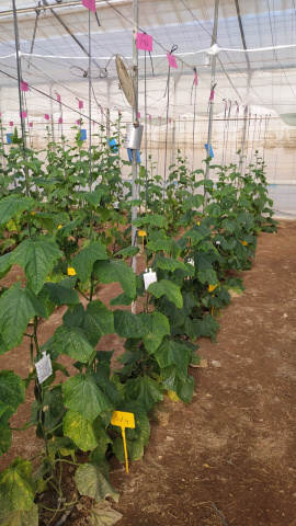Plantación de pepinos