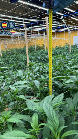Así operaba la pareja que cultivaba más de 700 plantas de marihuana en un polígono de Ponferrada (León)