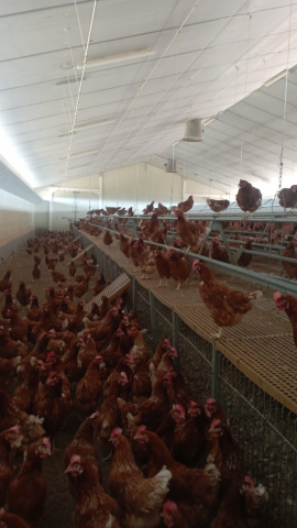 Situación de las gallinas confinadas en la Granja Miranda