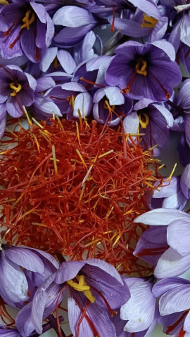 Los secretos del azafrán