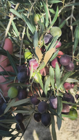 Alberto Sánchez, coordinador servicios técnicos ASAJA Cádiz