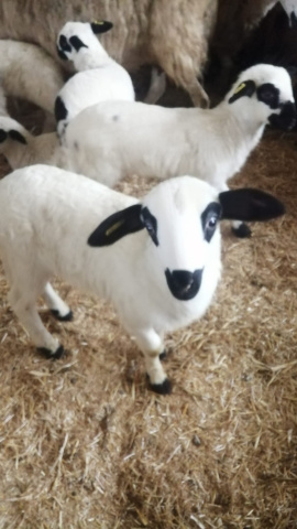 César García, ganadero palentino con explotación de ovino IGP