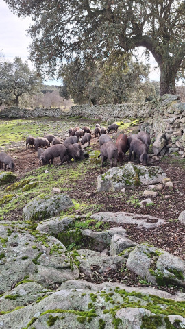 Imagen de la explotación de porcino ibérico en extensivo de la ganadera Rocío García en Ledesma (Salamanca)