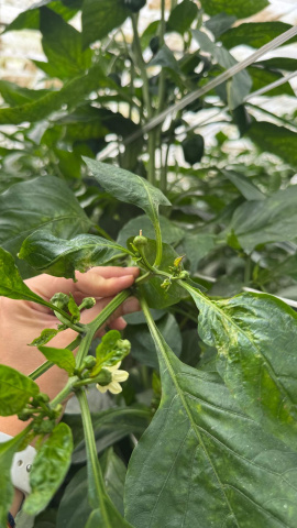 Thrips parvispinus en cultivos