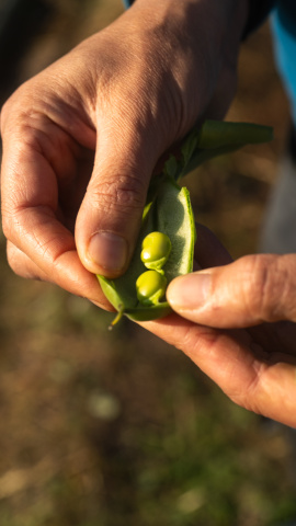 Habas huerta 'Maravella'