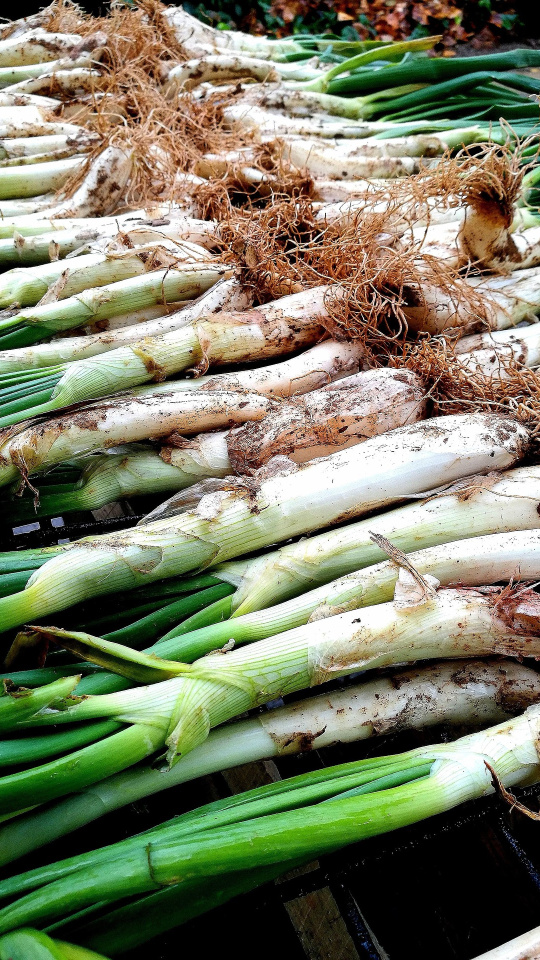 Para completar el bocadillo, se cocina una butifarra fresca también a la brasa.