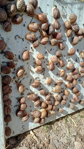 Producción de caracoles en La Rioja