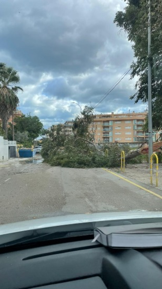 Árbol caído por el viento en Dénia