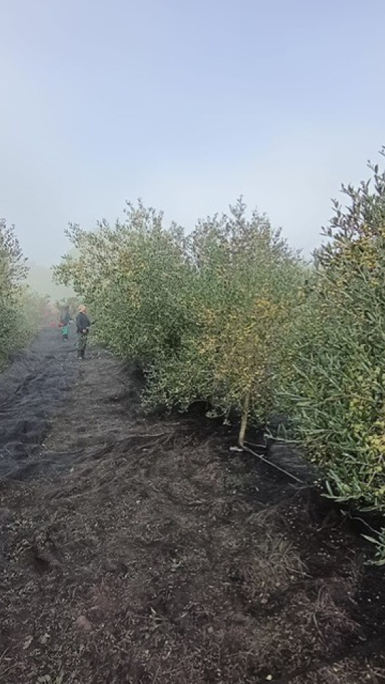 La familia está muy atenta a la recogida y cuidado de la planta para elaborar un buen producto