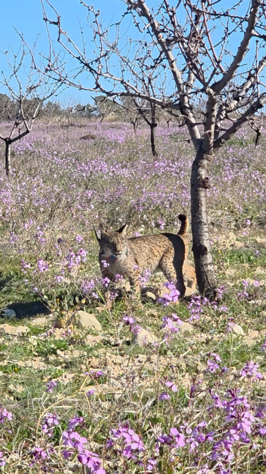 uno de los dos linces liberados este martes en las tierras altas de Lorca