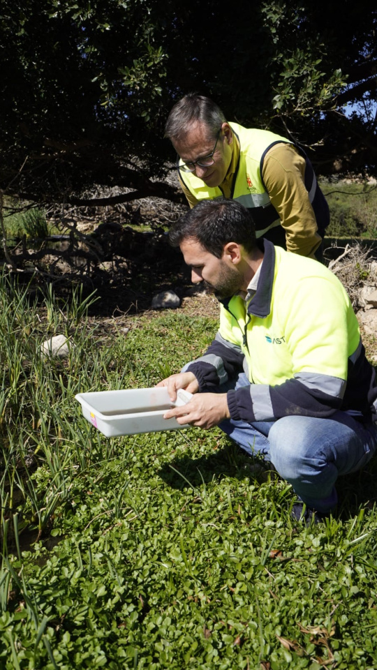 Campaña contra los mosquitos