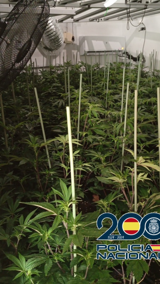 Casi 400 plantas de marihuana en un piso en Málaga: el olor, el ruido y las filtraciones de agua alertaron a los vecinos