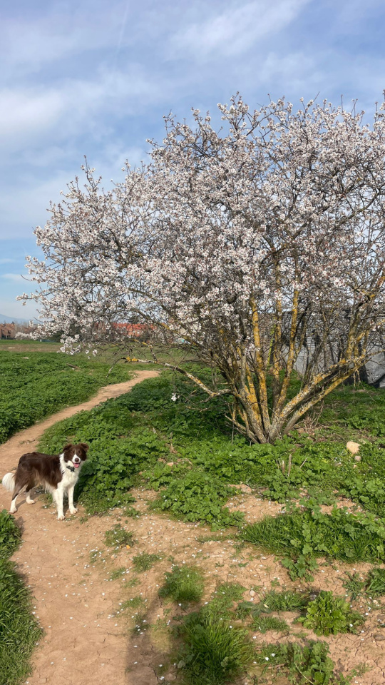 La imagen que da la bienvenida a la primavera en La Rioja