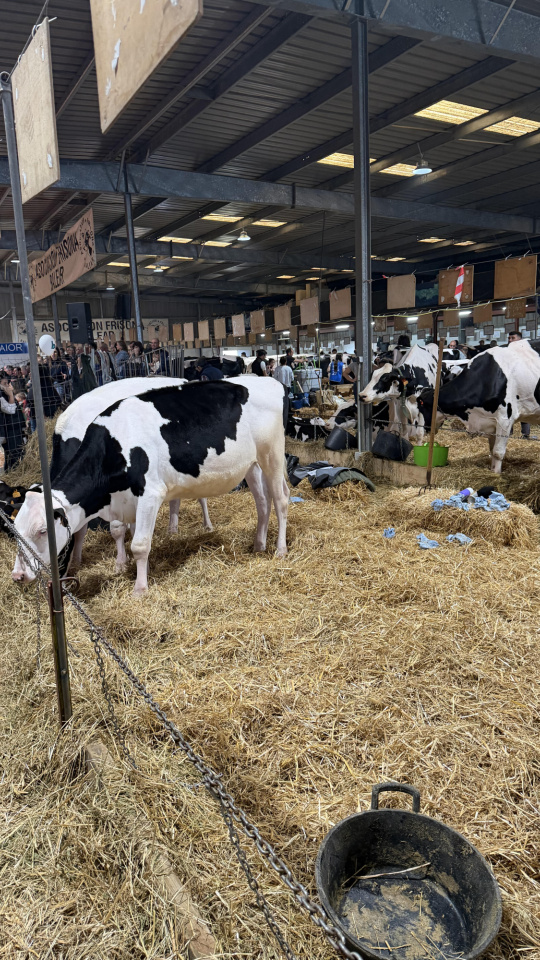 Fira del Camp de Menorca 2026