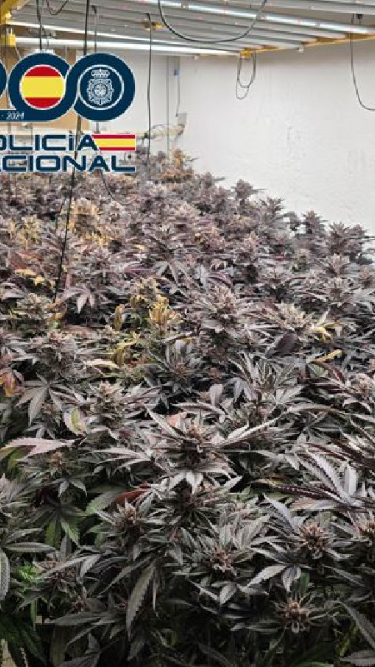 Plantación de marihuana