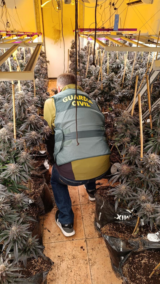 guardia civil CórdobaLa Guardia Civil, en el marco de los servicios que viene desarrollando en la provincia cordobesa contra el cultivo y elaboración de drogas, ha desmantelado una plantación de marihuana en la localidad de Almodóvar del Río y en consecuencia ha detenido a una persona y ha investigado a otra como presuntos autores de un delito contra la salud pública por cultivo de marihuana y un delito de defraudación de fluido eléctrico.POLITICA ANDALUCÍA ESPAÑA EUROPA CÓRDOBA SOCIEDADGUARDIA CIVIL