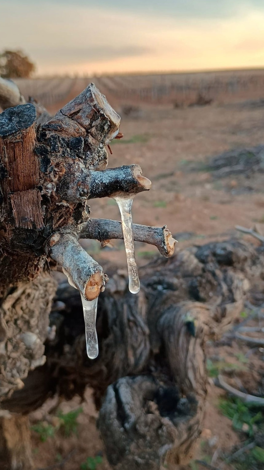 Viña afectada por las heladas