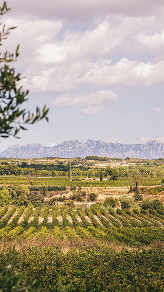 El sector del cava vive momentos de cambio ante una situación de caída en los mercados exportadores