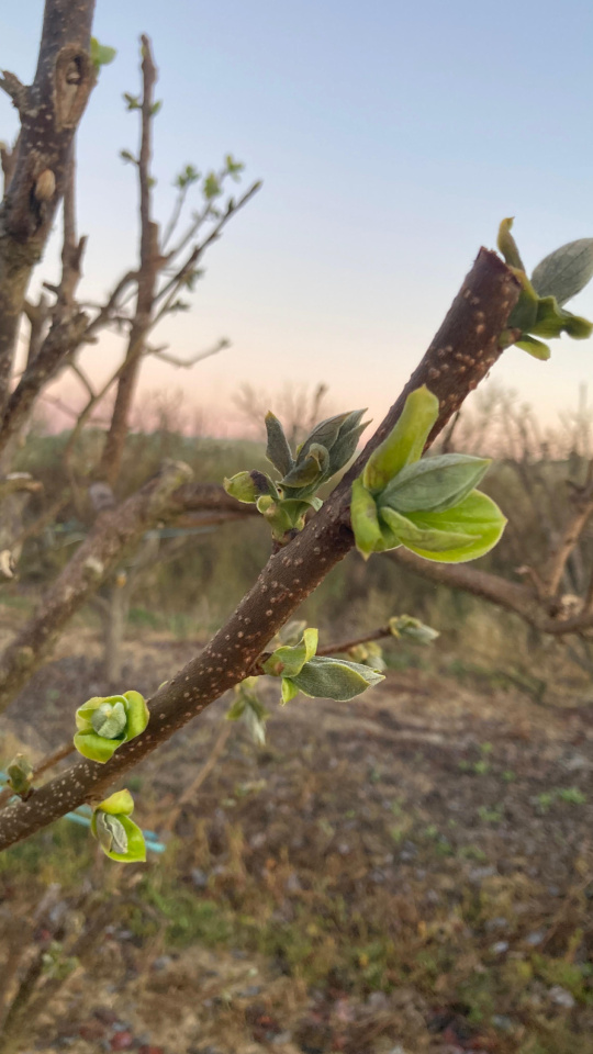 Consecuencias de las heladas en la provincia de Valencia en marzo de 2026
