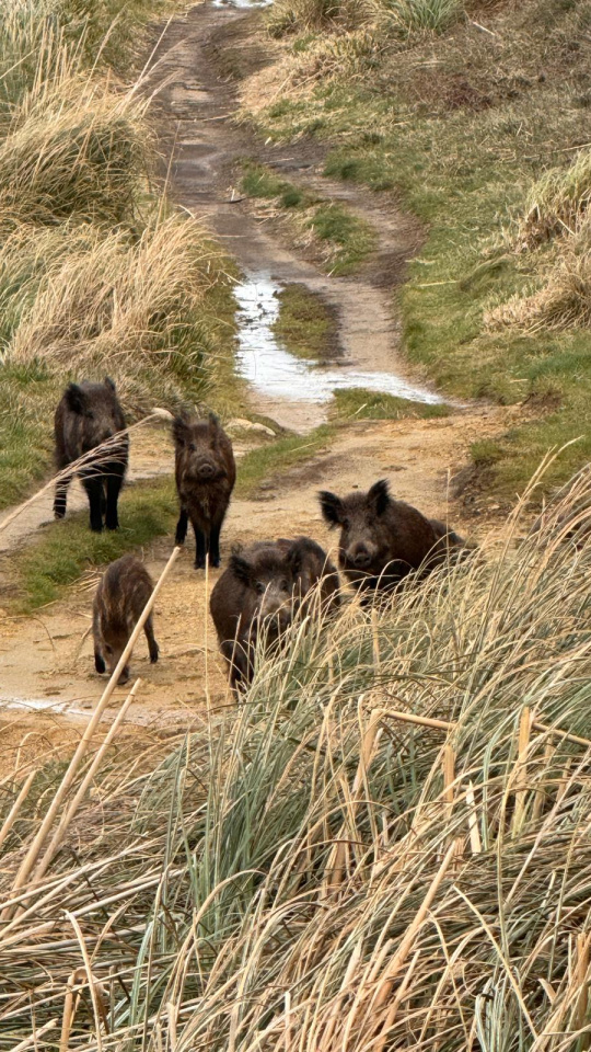 Jabalies en Cantabria