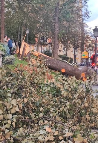 Árbol tirado por la borrasca Kirk en Bilbao