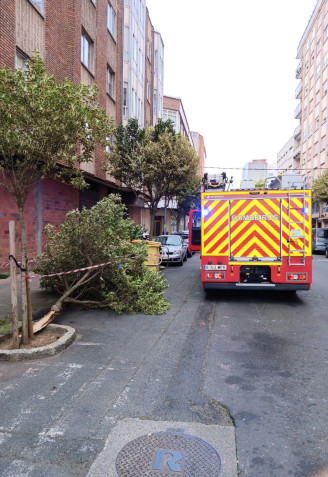 Un árbol se precipitó en la avenida da Paz