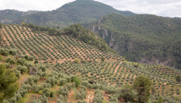 Olive Trees near Hornos at Cazola, Segura and Las Villas National Park, Jaen, Spain