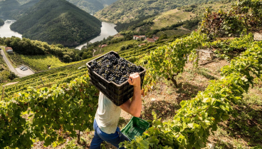 Trabajo y paisaje de la Ribeira Sacra