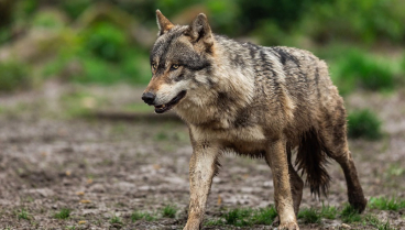 Cantabria insiste en la necesidad de sacar al lobo del LESPRE