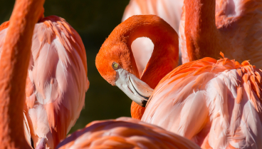 EFYTDE American Flamingos at Sarasota Jungle Gardens in Sarasota Florida