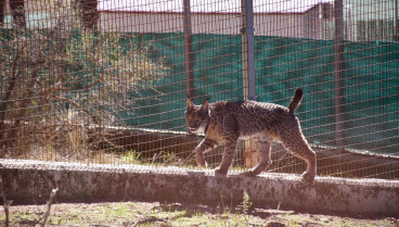 Lince en las instalaciones de La Olivilla, en Jaén.